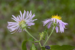 Image of Climbing-Aster