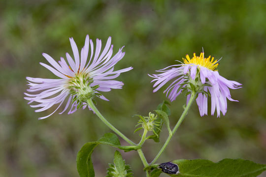 Image of Climbing-Aster