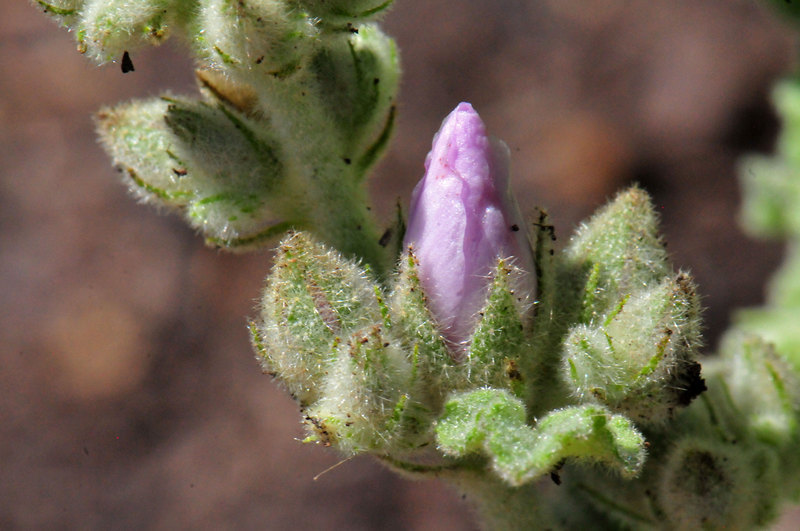 Imagem de Malacothamnus fasciculatus (Nutt. ex Torr. & Gray) Greene