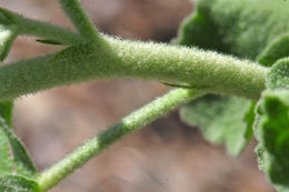 Image of Chaparral bushmallow