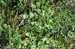 Image of Chaparral bushmallow