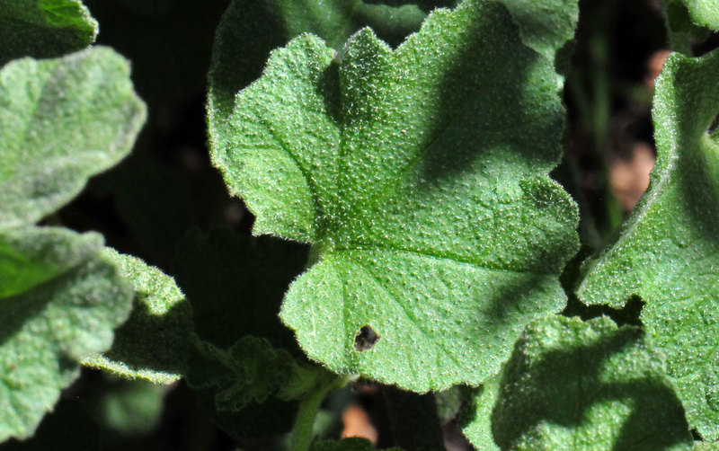 Image of Chaparral bushmallow