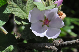 Image of Chaparral bushmallow