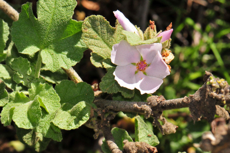 Image of Chaparral bushmallow