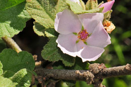 Image of Chaparral bushmallow