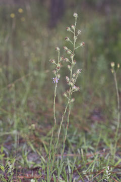 Image of Symphyotrichum plumosum (Small) Semple