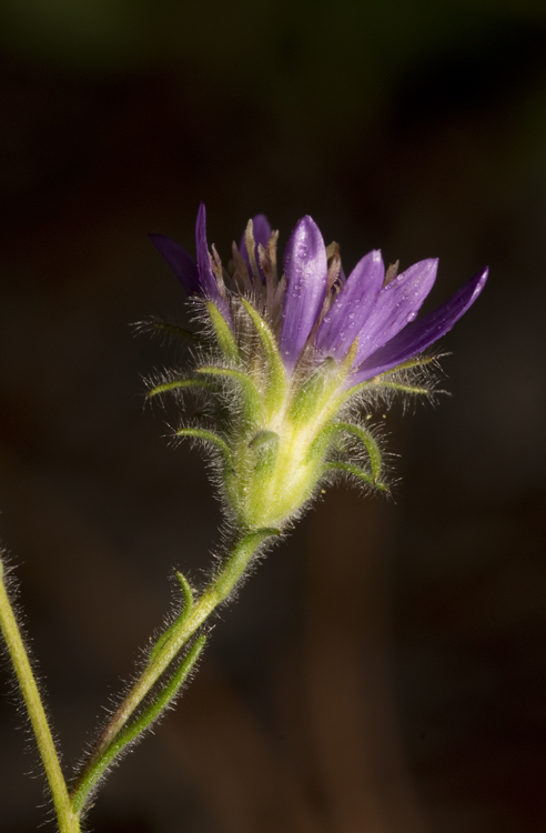 Image of Symphyotrichum plumosum (Small) Semple