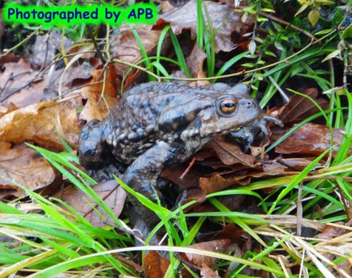Image of Eichwald's Toad