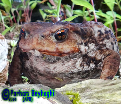 Image of Eichwald's Toad