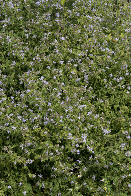 Image of Jack in the bush