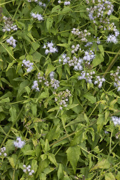 Image of Jack in the bush