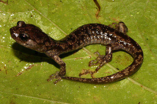 Image of Wandering Salamander