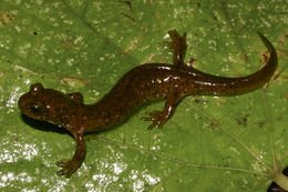 Image of Southern Torrent Salamander