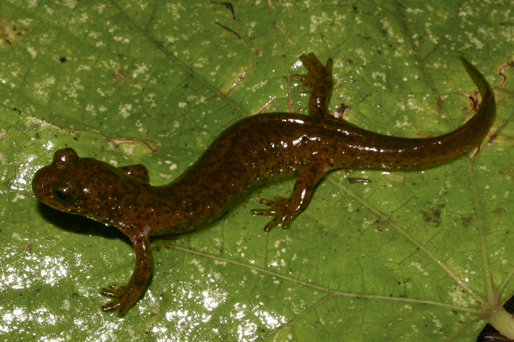 Image of Southern Torrent Salamander