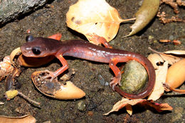 Image of Common Ensatina