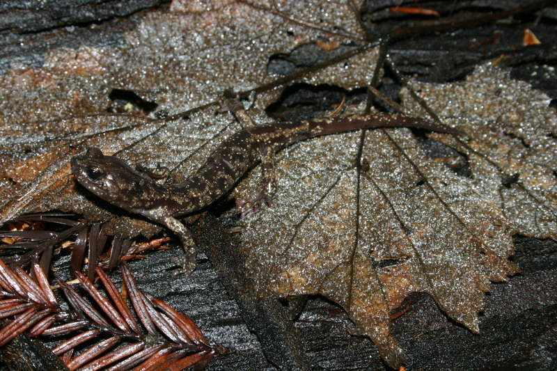 Image of Wandering Salamander