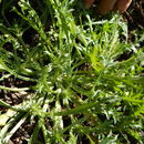 Image de Eryngium nasturtiifolium Juss. ex Delar.