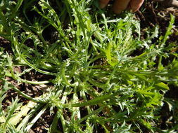 Eryngium nasturtiifolium Juss. ex Delar. resmi