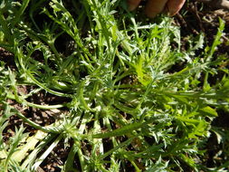 Imagem de Eryngium nasturtiifolium Juss. ex Delar.