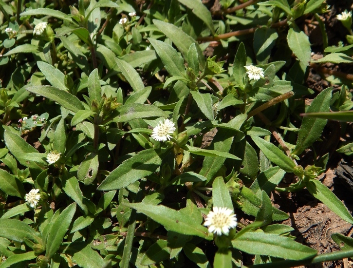 Image of false daisy