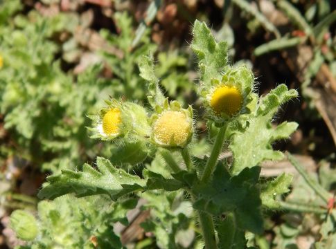 Image of Erect Tropical Daisy