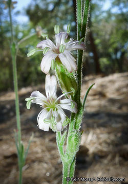 Image of San Francisco campion