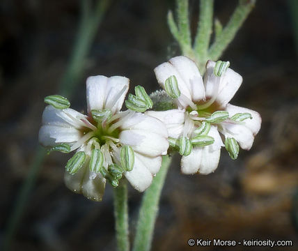 Image of San Francisco campion