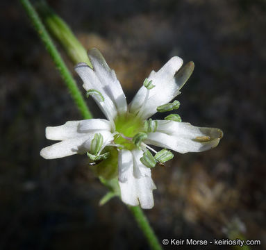 Image of San Francisco campion