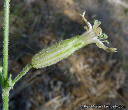 Image of San Francisco campion