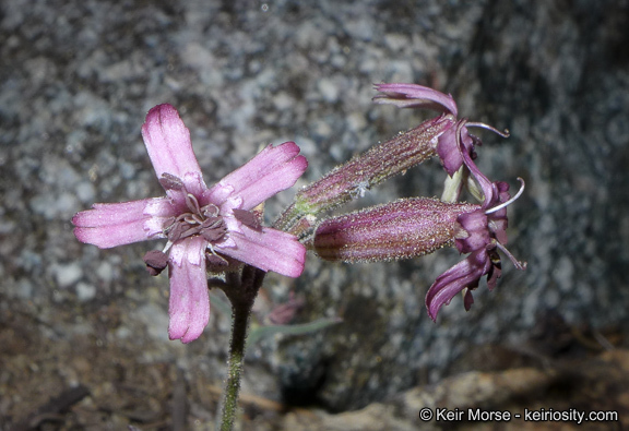 Image of San Francisco campion