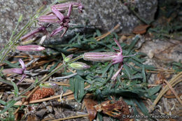 Image of San Francisco campion