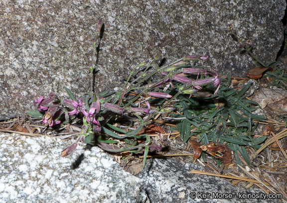 Image of San Francisco campion