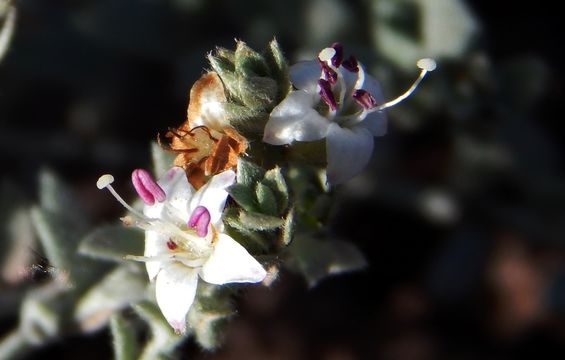 Image of spreading alkaliweed