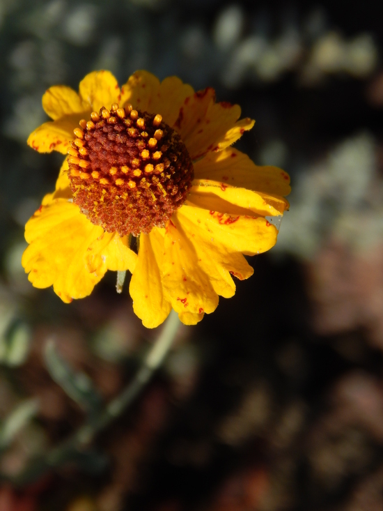 Image of Helenium laciniatum A. Gray