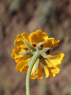 Image of Helenium laciniatum A. Gray