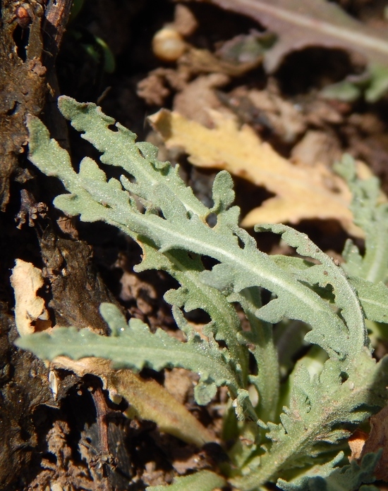 Image of Helenium laciniatum A. Gray