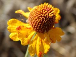 Image of Helenium laciniatum A. Gray