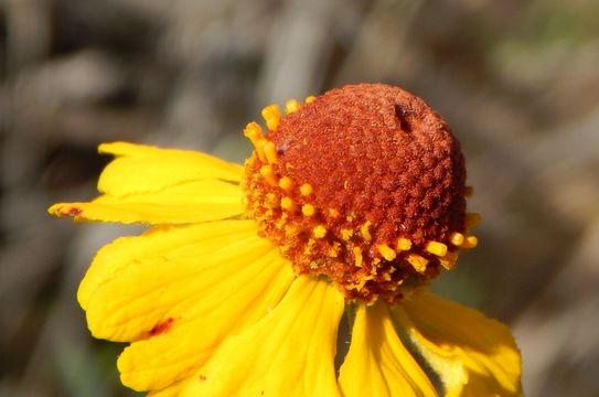 Plancia ëd Helenium laciniatum A. Gray