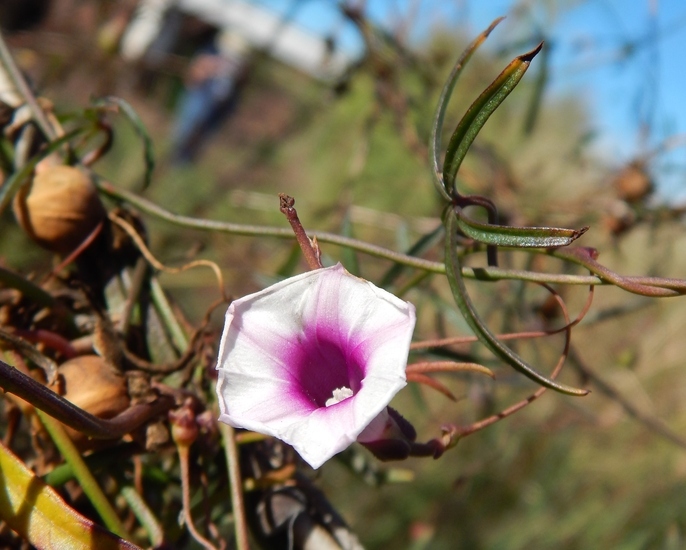 Image of Wright's morning-glory