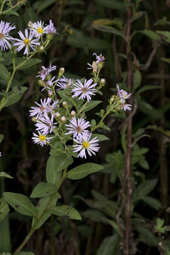 Plancia ëd Symphyotrichum elliottii (Torr. & A. Gray) G. L. Nesom