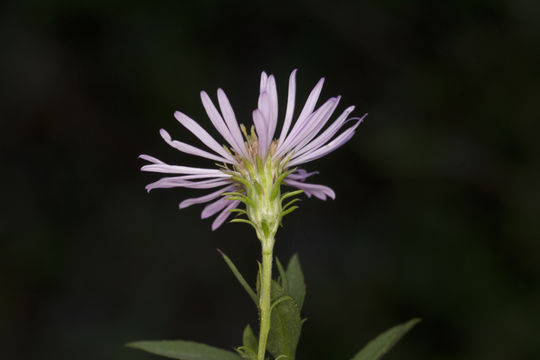 Plancia ëd Symphyotrichum elliottii (Torr. & A. Gray) G. L. Nesom