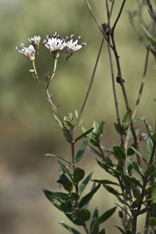 Imagem de Palafoxia feayi A. Gray