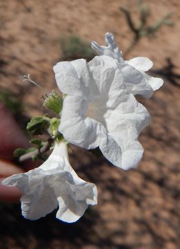 Cordia parvifolia A. DC. resmi