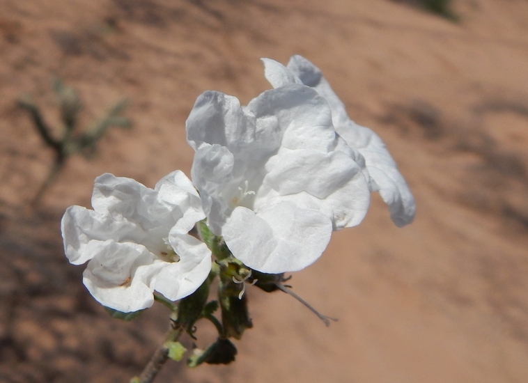 Cordia parvifolia A. DC. resmi