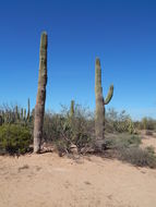 Image of Saguaro Cactus