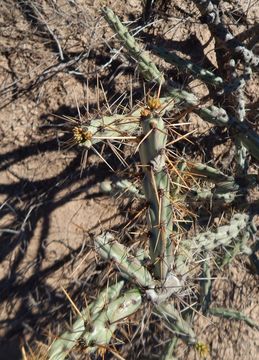 Image of Stag-horn Cholla