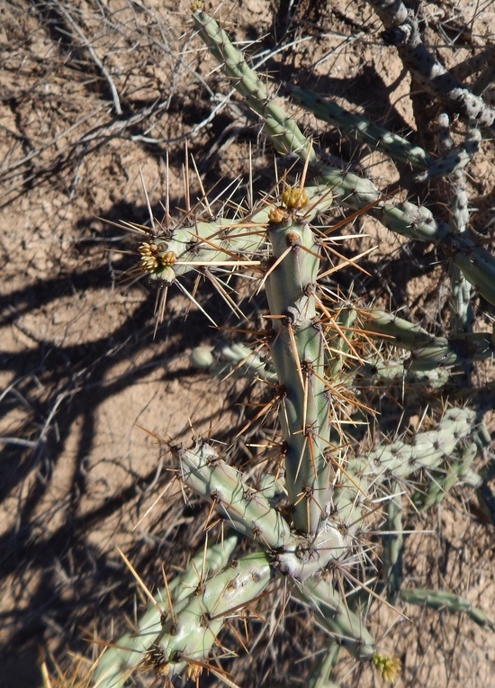 Imagem de Cylindropuntia versicolor (Engelm. ex J. M. Coult.) F. M. Knuth