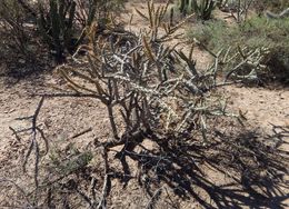 Imagem de Cylindropuntia versicolor (Engelm. ex J. M. Coult.) F. M. Knuth