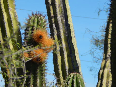 Image of Pachycereus pecten-aboriginum (Engelm. ex S. Watson) Britton & Rose