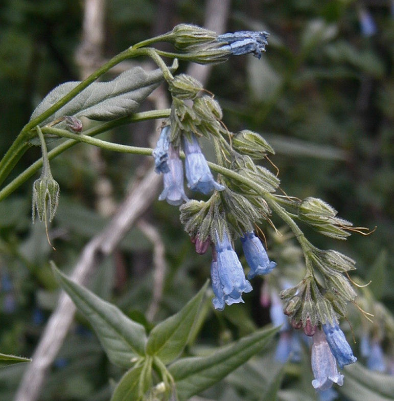 Image of Franciscan Bluebells